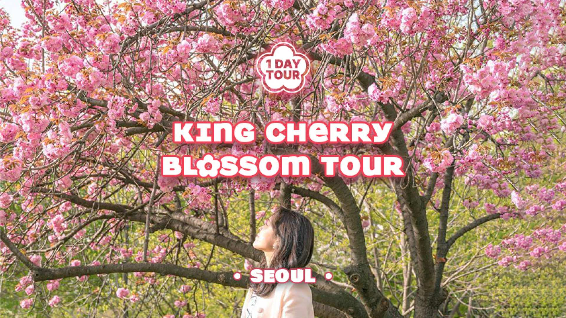 [30% OFF] 2026 Seoul King Cherry Blossom Sightseeing Tour | South Korea - Photo 1 of 6